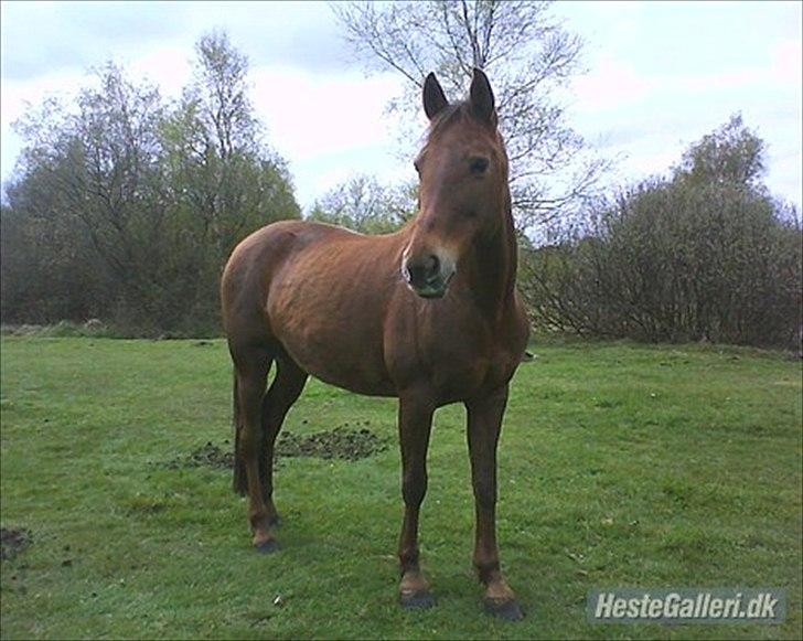 Anden særlig race Rødhætte *Halvpart* billede 4