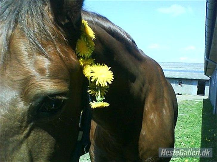 Anden særlig race Rødhætte *Halvpart* billede 5
