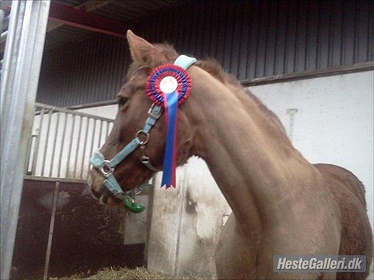 Anden særlig race Rødhætte *Halvpart* billede 6