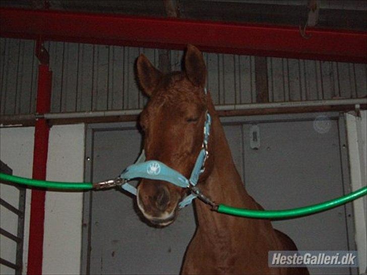 Anden særlig race Rødhætte *Halvpart* billede 7