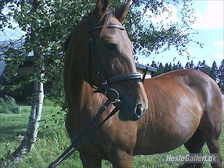 Anden særlig race Rødhætte *Halvpart* billede 8