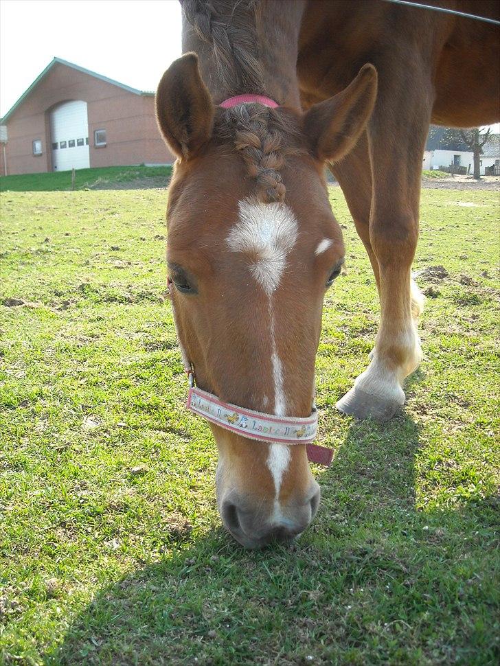 Anden særlig race Fanny - skal snart til stævne
så hun er blevet fin <3 billede 12