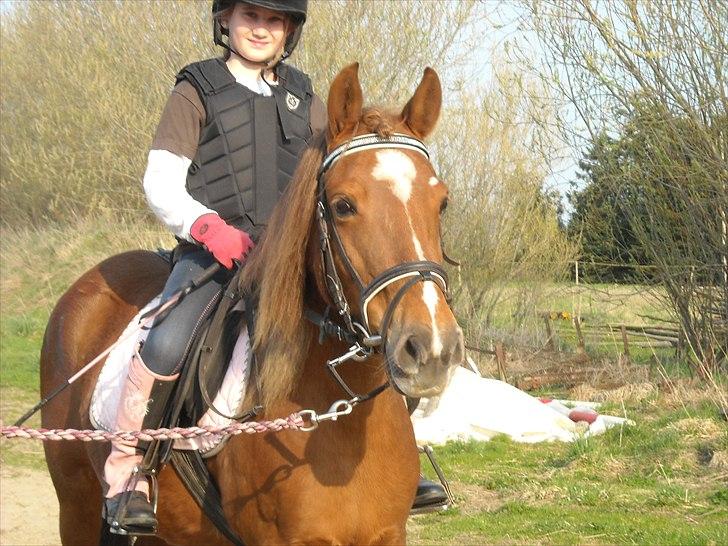 Anden særlig race Fanny - Til stævne<3 billede 14