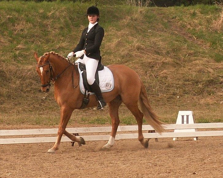 Welsh Partbred (Sec F) Stillebækkens Duracell - schenkelvigning billede 13