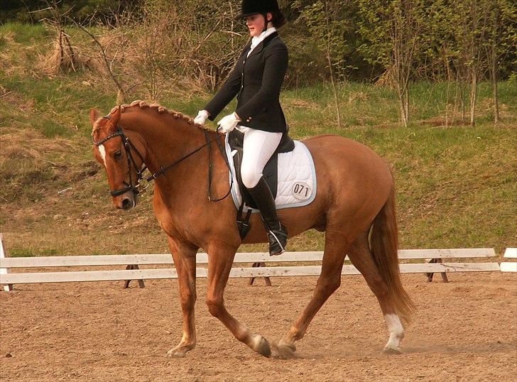 Welsh Partbred (Sec F) Stillebækkens Duracell - Schenkelvigning billede 16