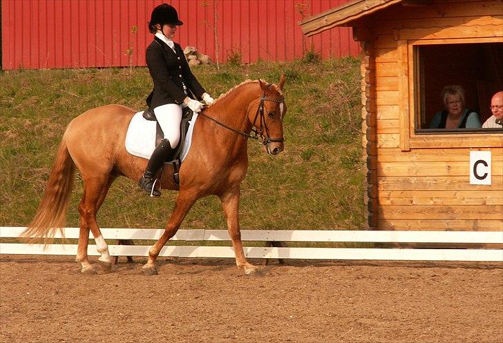 Welsh Partbred (Sec F) Stillebækkens Duracell billede 19