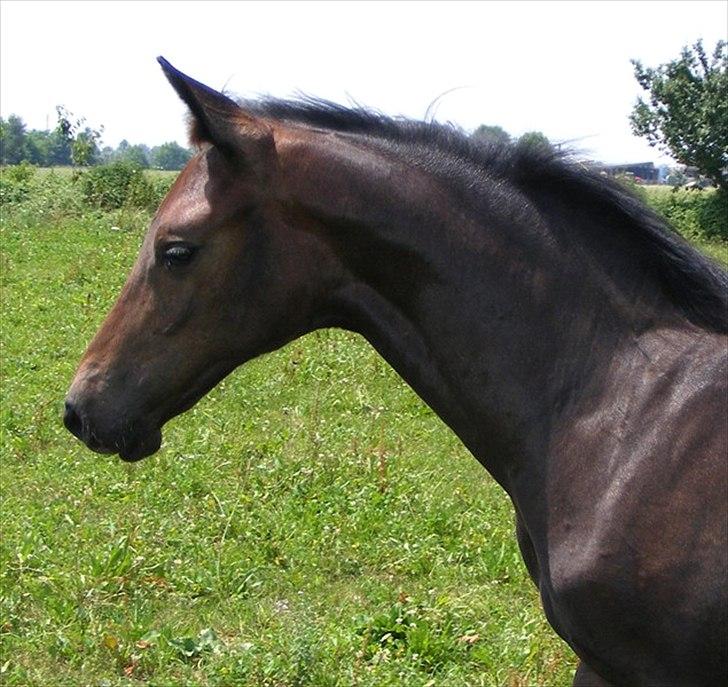 Anglo Araber (AA) Prince II billede 1