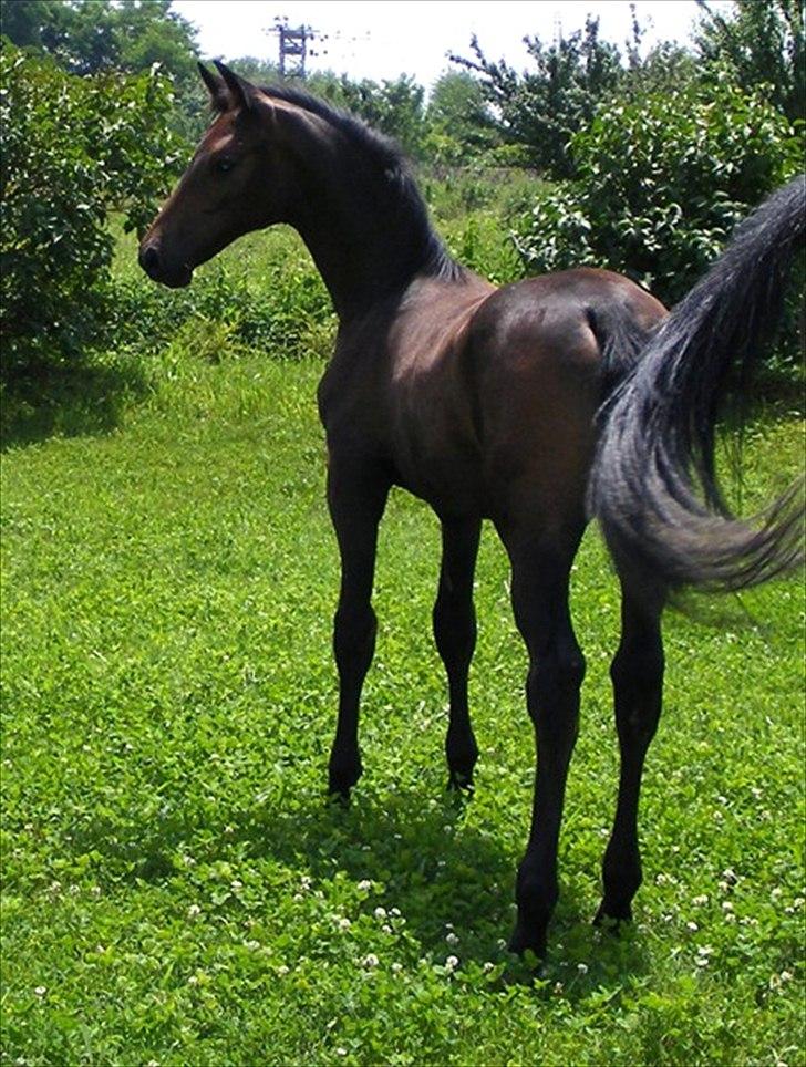 Anglo Araber (AA) Prince II billede 2