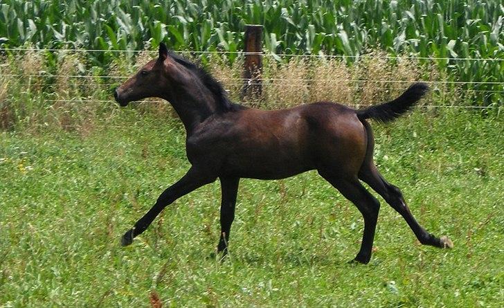 Anglo Araber (AA) Prince II billede 3