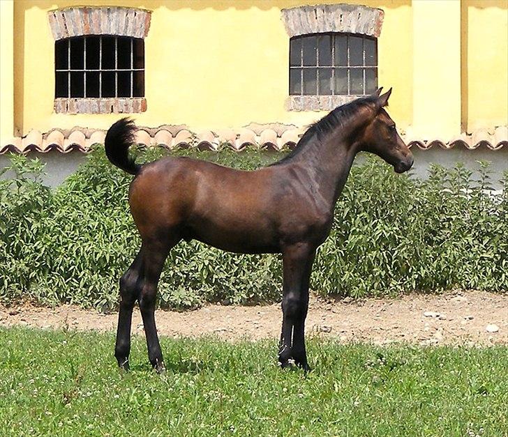 Anglo Araber (AA) Prince II billede 4