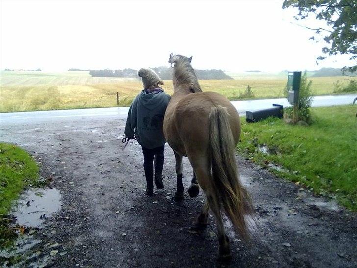 Fjordhest Freja - Rest in Peace † - Når enden er god er alting godt. 
 billede 19