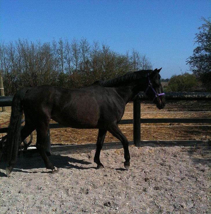 Anden særlig race Miss Mystery billede 1