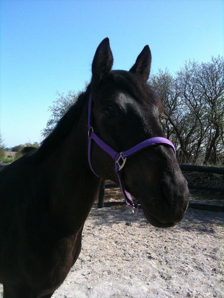 Anden særlig race Miss Mystery billede 2