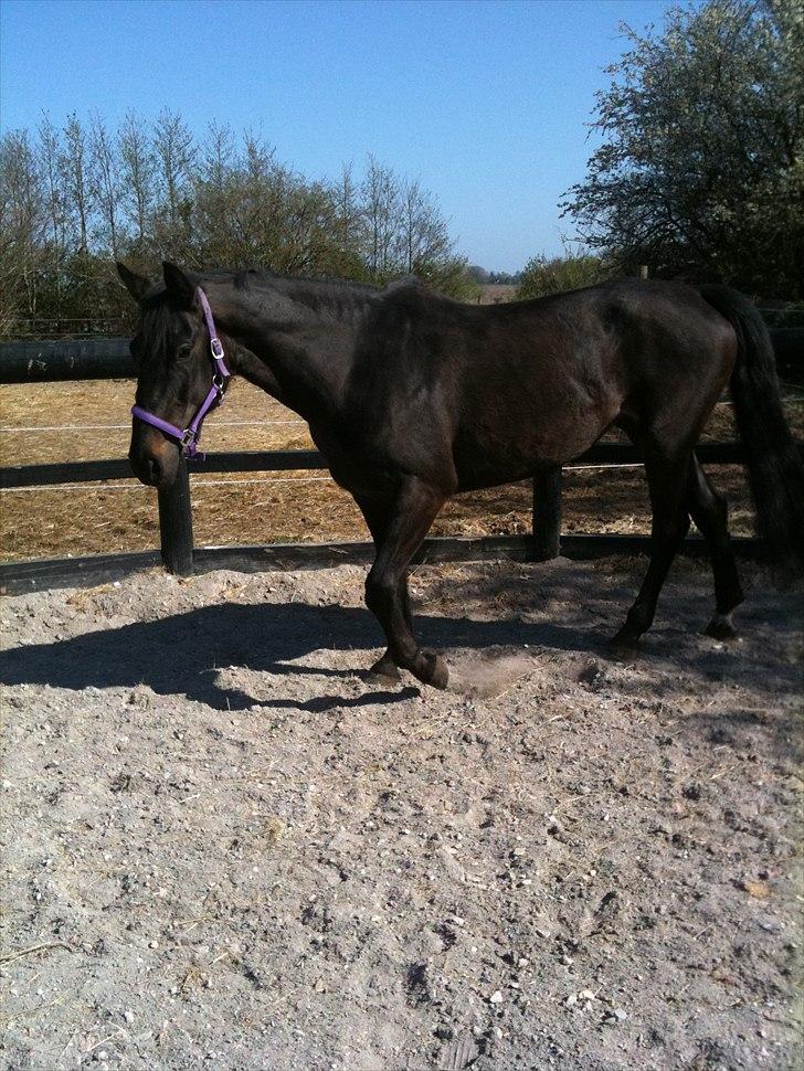 Anden særlig race Miss Mystery billede 3