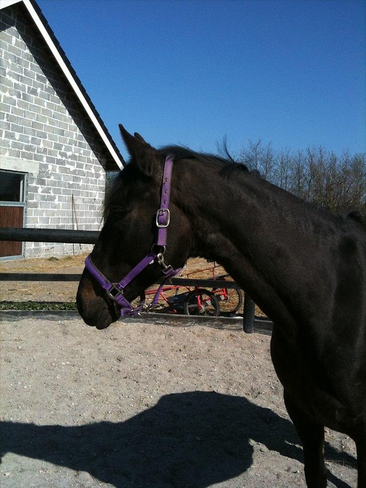 Anden særlig race Miss Mystery billede 4