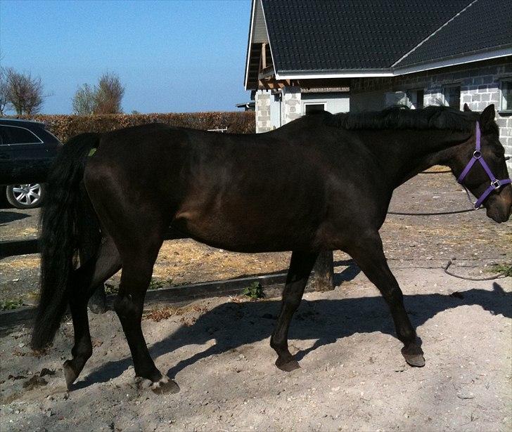 Anden særlig race Miss Mystery billede 5