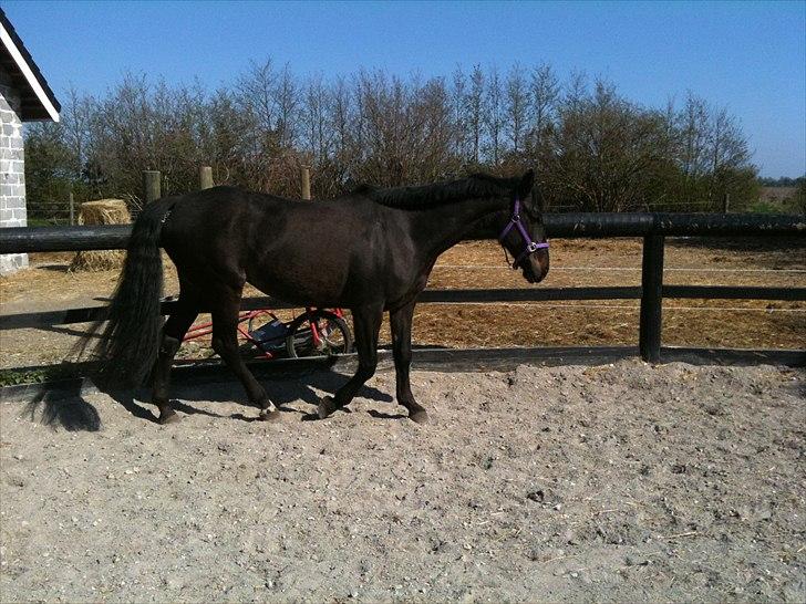 Anden særlig race Miss Mystery billede 6