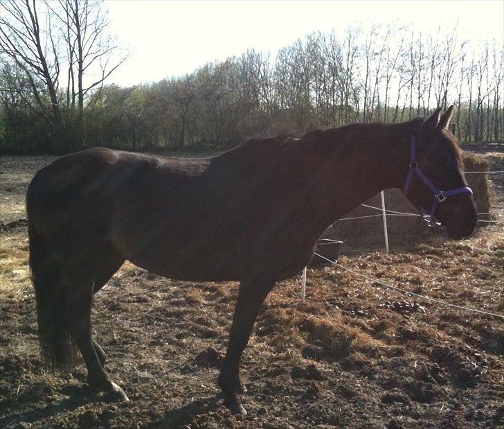 Anden særlig race Miss Mystery billede 7