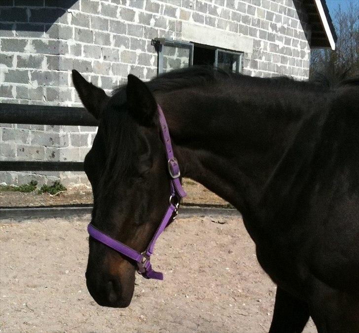 Anden særlig race Miss Mystery billede 8