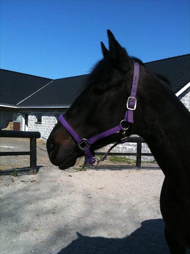 Anden særlig race Miss Mystery billede 9