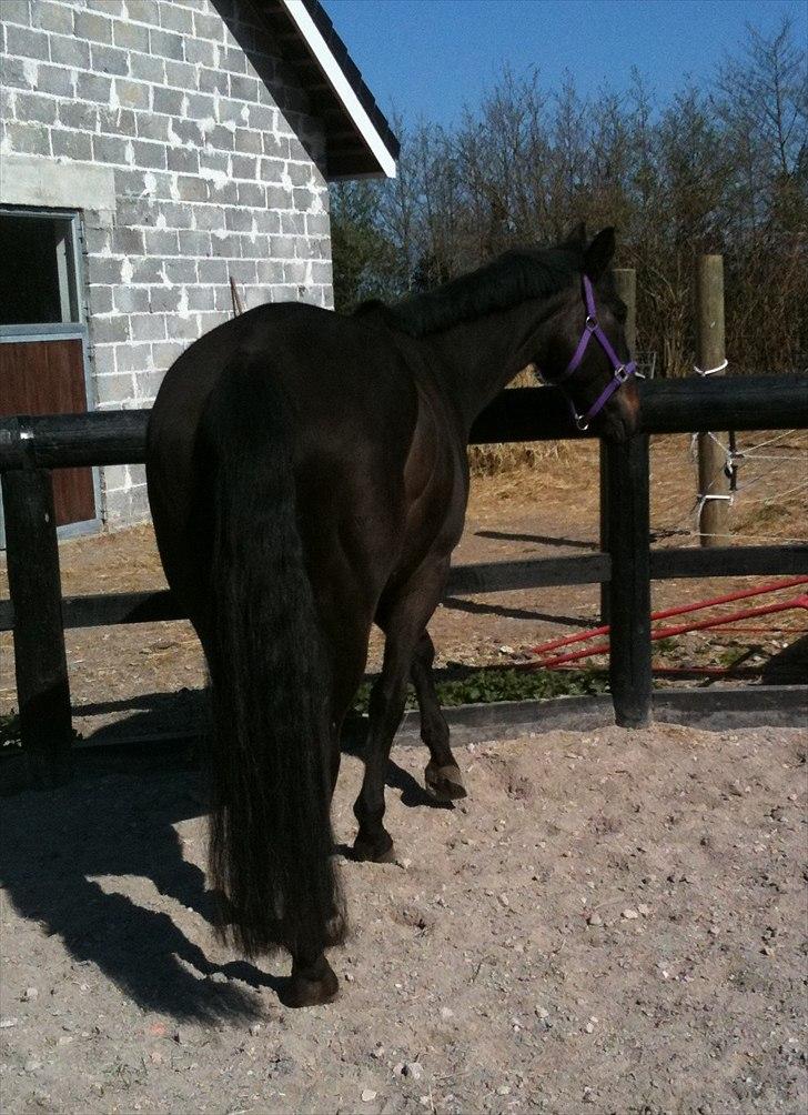 Anden særlig race Miss Mystery billede 10