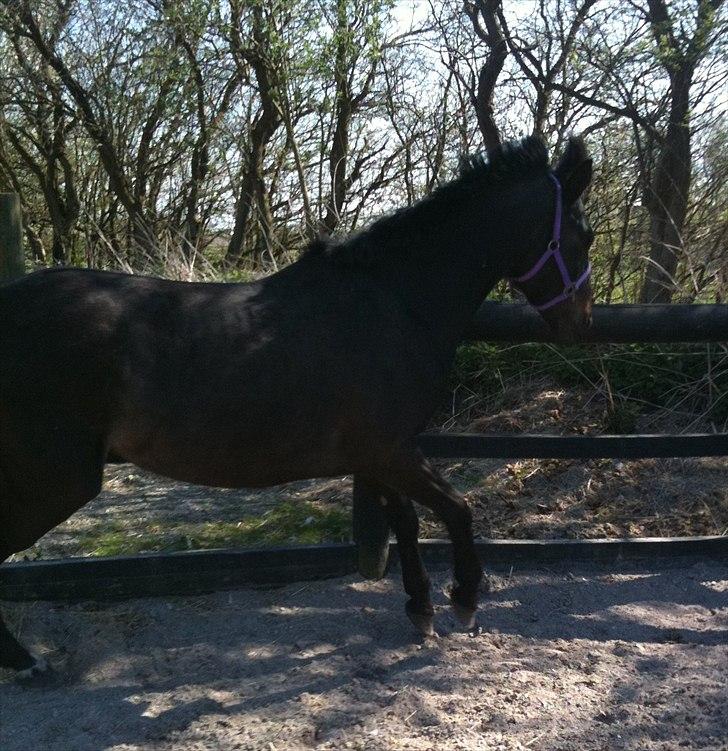 Anden særlig race Miss Mystery billede 11