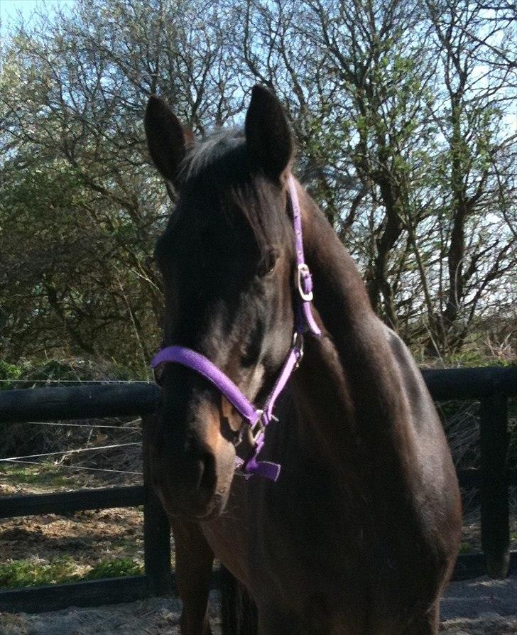 Anden særlig race Miss Mystery billede 12