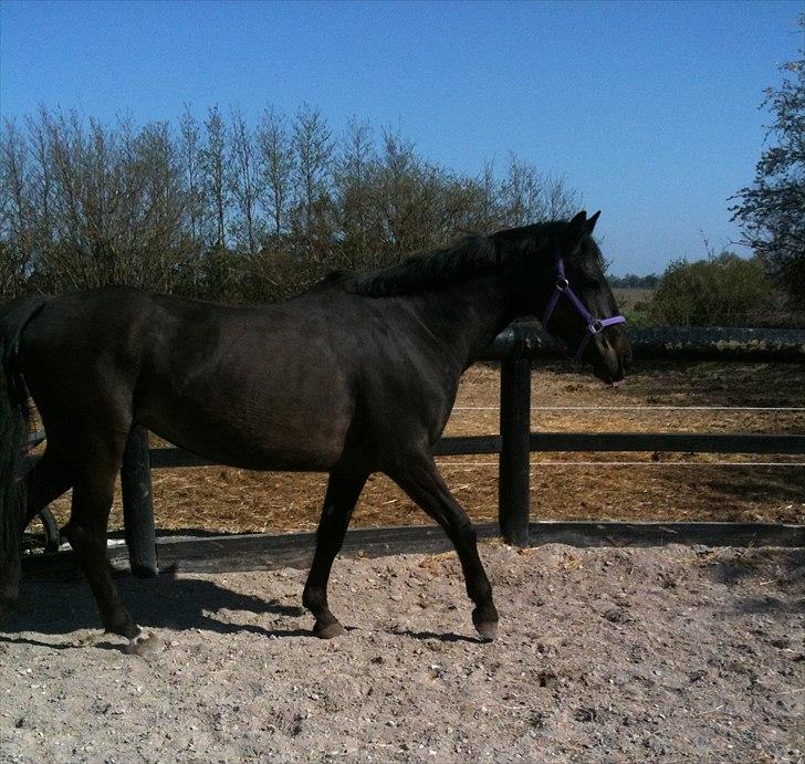 Anden særlig race Miss Mystery billede 13