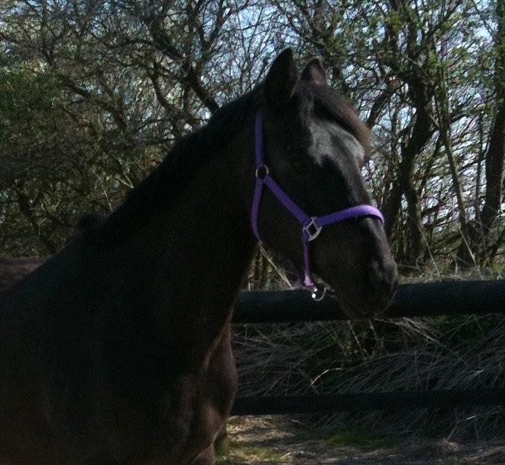 Anden særlig race Miss Mystery billede 14