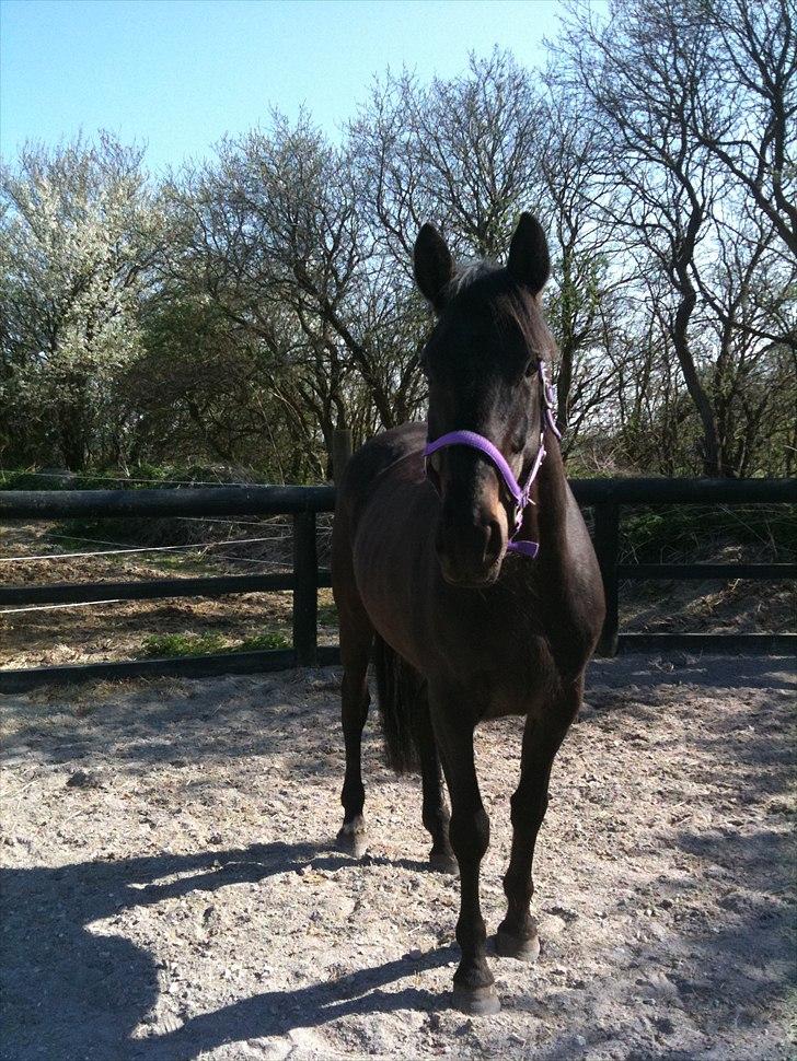 Anden særlig race Miss Mystery billede 15