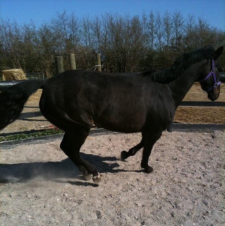 Anden særlig race Miss Mystery billede 16