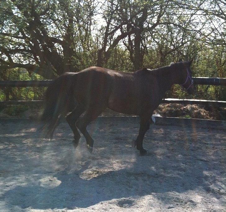 Anden særlig race Miss Mystery billede 17