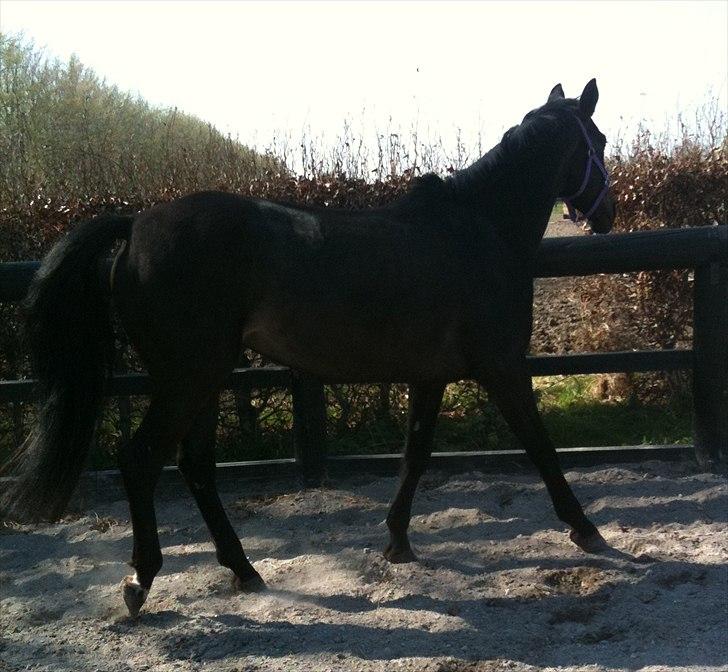 Anden særlig race Miss Mystery billede 18