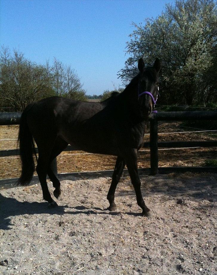 Anden særlig race Miss Mystery billede 19