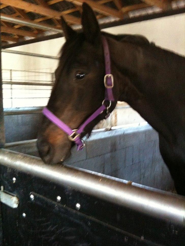 Anden særlig race Miss Mystery billede 20