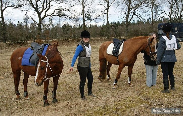 Anden særlig race Bitten.  - Bitten & Chance. (-; billede 12