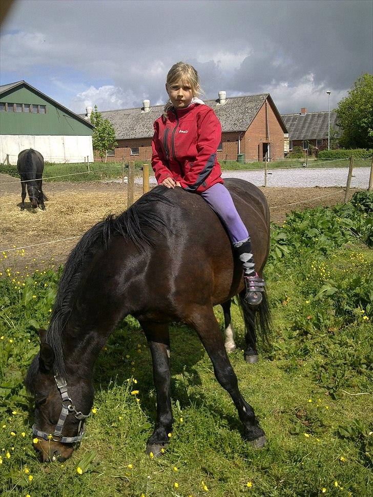 Anden særlig race Kompis Min Ven  ( Solgt ) - Lidt fold hygge fra den 15/5-2011 billede 6