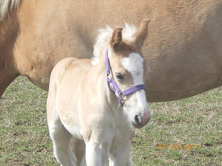 Haflinger Stokkemarkes Asti <3SOLGT - hej du er jeg 5 dage gammel billede 4