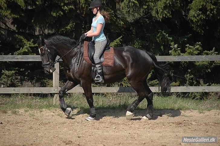 Oldenborg Larissha - i en fin trav (: jeg ved godt at jeg sidder helt af røv til! - taget af Freia jensen! billede 14