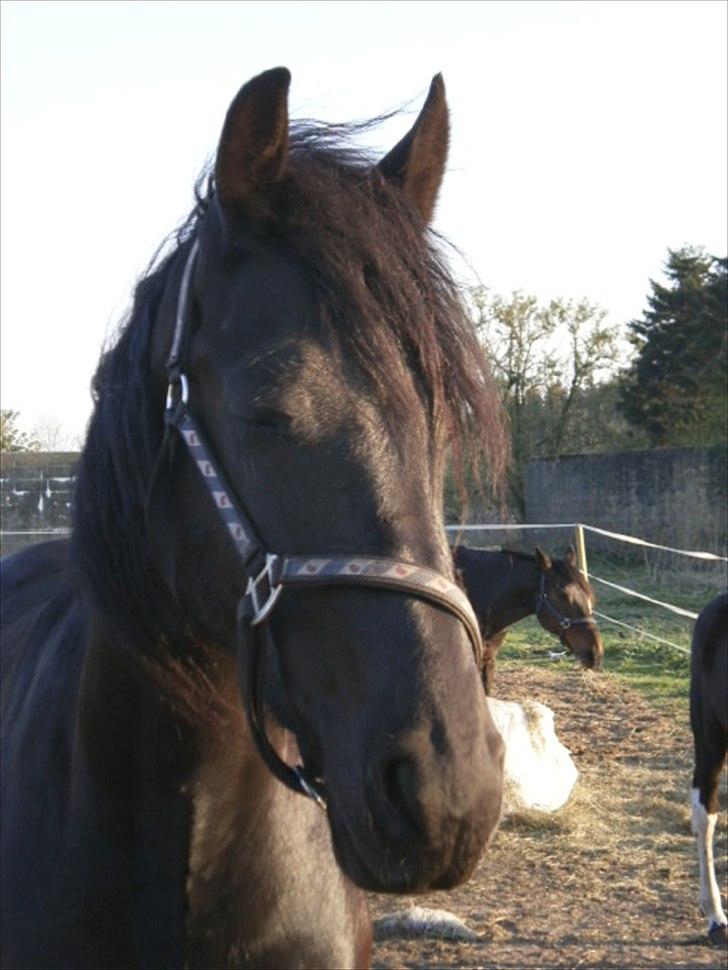 Frieser Berber van Woltefreden billede 7