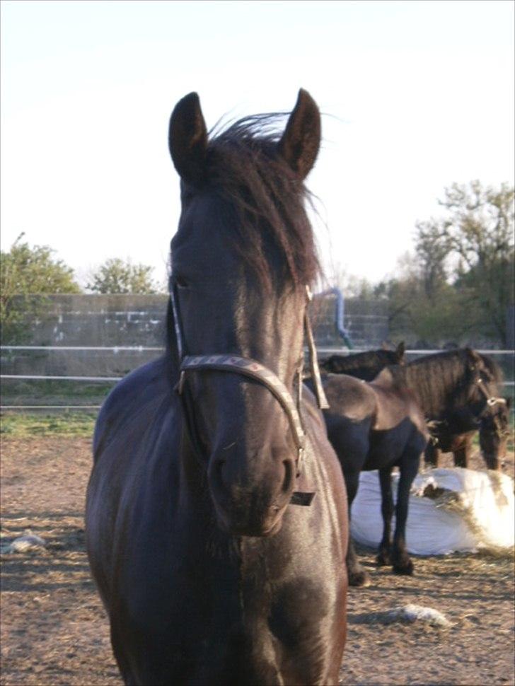 Frieser Berber van Woltefreden billede 8