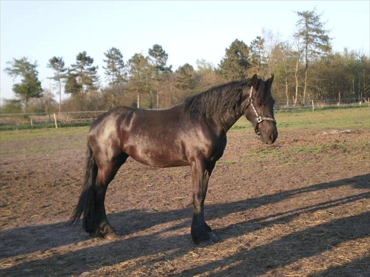 Frieser Berber van Woltefreden billede 10