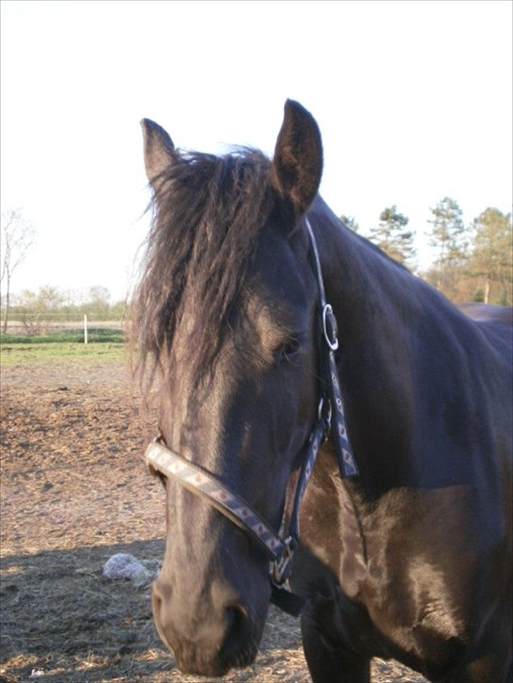 Frieser Berber van Woltefreden billede 11