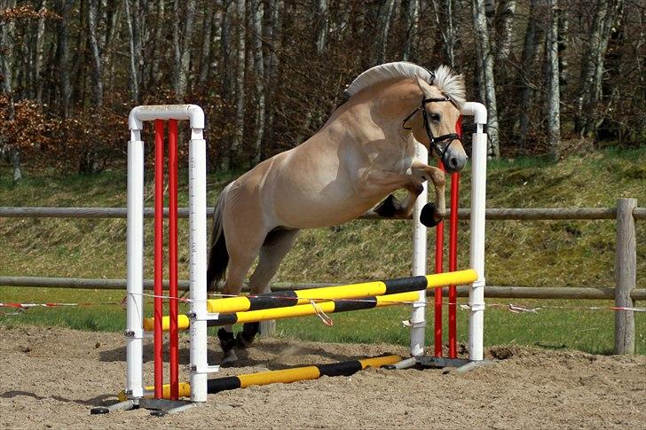 Fjordhest Ingunn Granlygaard - Løsspringning 17.04.2011 billede 7