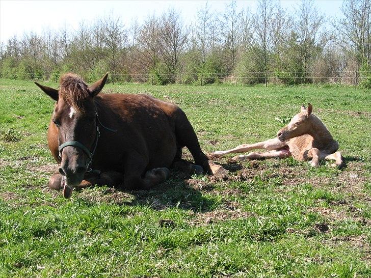 Palomino Romeo´s Lamborghini - Hvor er vi bare trætte, men det bliver vel bedre.  :) billede 2