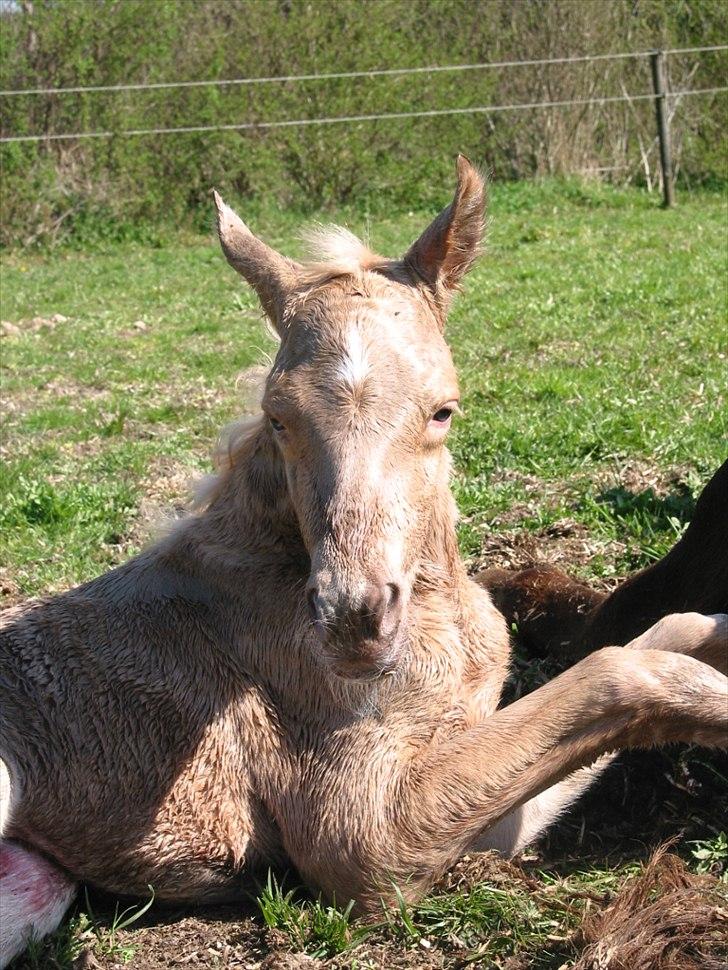 Palomino Romeo´s Lamborghini - Hvor er jeg våd og sikke meget lys - uf billede 3