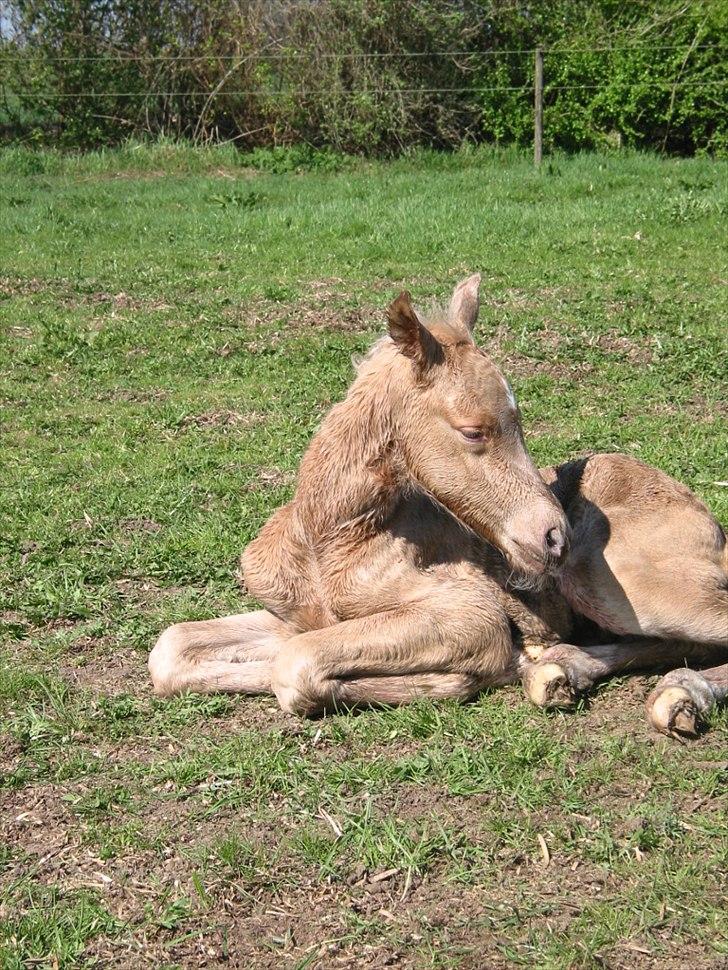 Palomino Romeo´s Lamborghini - Jeg må nok snart øve mig i at komme op og stå. billede 4