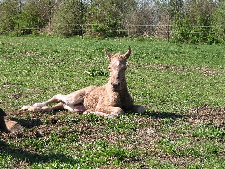 Palomino Romeo´s Lamborghini - lange ben billede 7