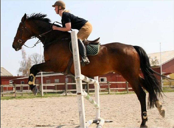 Holstener Miserable - Typisk Misse:p Foto: Kim Bahnsen billede 2