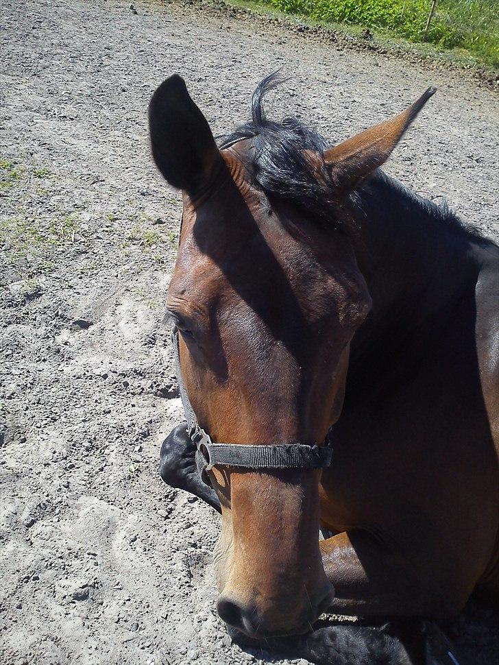 Holstener Miserable - Misse tager sig en lur på folden inden hun skulle til stævne d. 8/5-11 Foto: Mig billede 6